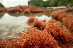 Crustracea Prints: Christmas Island red crab (Gecarcoidea natalis) hatchlings piling up on the shores of Christmas Island