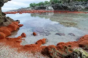 Crustracea Prints: Christmas Island red crab (Gecarcoidea natalis) hatchlings piling up on the shores of Christmas Island