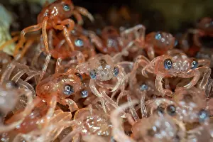 Crustracea Prints: Christmas Island red crab (Gecarcoidea natalis)