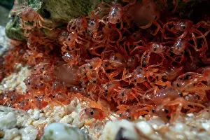 Crustracea Prints: Christmas Island red crab (Gecarcoidea natalis)