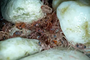 Crustracea Prints: Christmas Island red crab (Gecarcoidea natalis)
