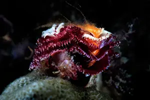 Japan Prints: Christmas tree worm (Spirobranchus giganteus) female