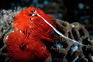 Annelid Prints: Christmas tree worm (Spirobranchus giganteus) male