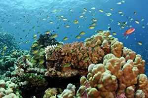 Serranidae Prints: Chromis and Scalefin anthias (Pseudanthias squamipinnis) swimming over coral reef with stony corals