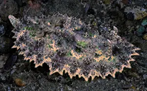 Nudibranch Prints: Chromodorid nudibranch (Miamira miamirana) resting on seabed