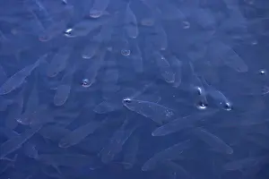Cyprinidae Prints: Chub (Squalius cephalus) shoal swimming close to the water surface