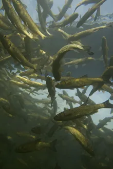 Images Dated 19th February 2009: Chub (Squalius / Leuciscus cephalus) sense shoal in a calm part of the Rhine, Schaffhausen