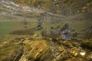 Chub (Squalius / Leuciscus cephalus) on spawning ground, Trme, Saane river tributary
