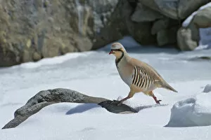 Axel Gomille Collection: Chukar partridge (Alectoris chukar), Himalaya, Hemis National Park, Ladakh, India