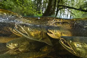Chum salmon (Oncorhynchus keta) migrate up a small river near Bella Bella, British Columbia