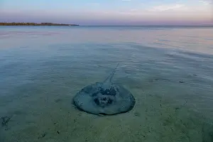 Eleuthera Prints: Chupare stingray (Styracura schmardae) resting on a sand flat in shallow water