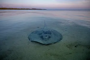 Eleuthera Prints: Chupare stingray (Styracura schmardae) resting on a sand flat in shallow water