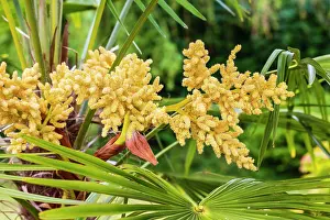 Male Prints: Chusan palm (Trachycarpus fortunei) male flowers. In cultivation