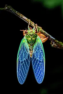 Cicadomorpha Prints: Cicada (Cicadoidea) - unknown species