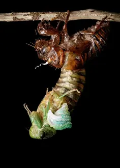 Life Cycles Prints: Cicada (Tribus Fidicinini) emerging from its old skin