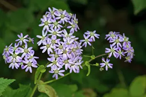 Asterales Prints: Cineraria (Pericallis hybrida) in flower, St Mary's, Isles of Scilly, UK. May