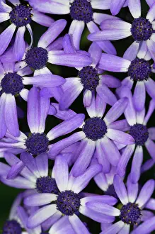 Asterales Prints: Cineraria (Pericallis hybrida) in flower, St Mary's, Isles of Scilly, UK. May