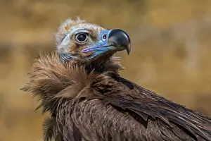 Vulture Prints: Cinereous vulture (Aegypius monachus) head portrait. Captive, occurs in Eurasia