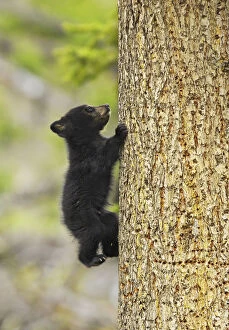 Ursidae Gallery: Cinnamon bear, subspecies of black bear (Ursus americanus cinnamomum) cub climbing tree