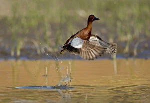 Images Dated 14th April 2008: Cinnamon teal (Anas cyanoptera), male taking flight from water, Orange County, California