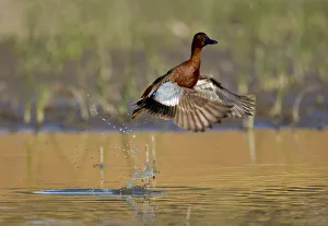 Images Dated 14th April 2008: Cinnamon teal (Anas cyanoptera), male taking flight from water, Orange County, California