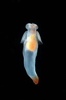 Deep Sea Collection: (Cione limacina) sea angel, a pelagic pteropod mollusc from the mid-Atlantic, deep