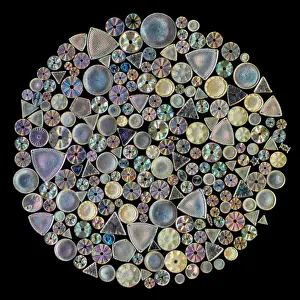 Black Background Prints: A circular arrangement of 226 diatoms on a Victorian-era antique microscope slide