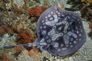 Circular stingaree (Urolophus circularis) above sea floor. Albany, Western Australia