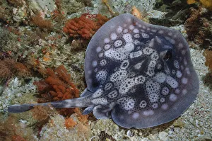 Western Australia Prints: Circular stingaree (Urolophus circularis) above sea floor. Albany, Western Australia