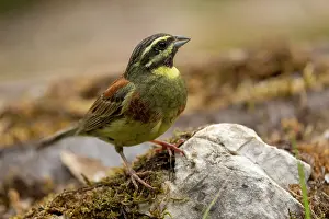 Aude Prints: Cirl bunting (Emberiza cirlu) male, perched on a stone, Aude, France. June