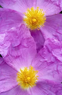 (Cistus creticus) close-up of two flowers, Amigdalokefali, Crete, Greece, April 2009