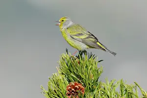 Carduelinae Prints: Citril finch (Carduelis citrinella) male