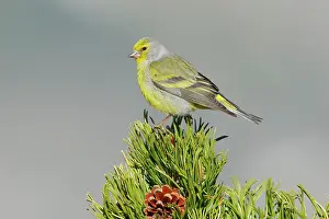 Carduelinae Prints: Citril finch (Carduelis citrinella) male, perched on a pine tree, Pyrenees, Spain. May