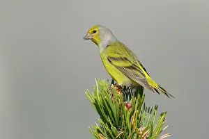 Carduelinae Prints: Citril finch (Carduelis citrinella) perched on a pine tree, Pyrenees, Spain. May