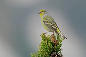 Carduelinae Prints: Citril finch (Carduelis citrinella) perched on a pine tree, Pyrenees, Spain. May