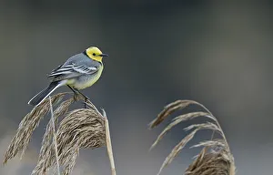 Motacilla Prints: Citrine wagtail (Motacilla citreola) male perched on Reed. Latvia. April