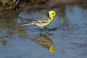 Reflection Prints: Citrine wagtail (Motacilla citreola) standing in shallow water, Lesbos, Greece. April