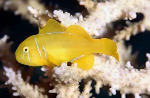 Citron (lemon coral) goby (Gobiodon citrinus) Red Sea