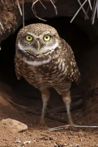 Athene Prints: Clarion Burrowing Owl (Athene cunicularia rostrata) at burrow entrance, Clarion Island