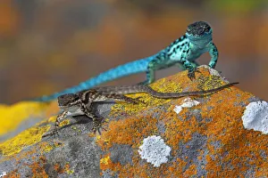 Clarion Lizard (Urosaurus clarionensis) displaying, IUCN Vulnerable, Clarion Island