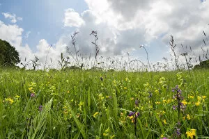 Anacamptis Gallery: Clarkes pool meadow, an unimproved lowland hay meadow managed by the Gloucestershire