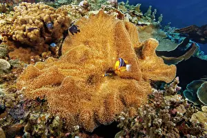 Ranunculaceae Prints: Clark's anemonefish (Amphiprion clarkii) living in Merten's carpet sea anemone (Stichodactyla mertensii)
