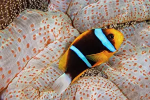 Ranunculaceae Prints: Clark's anemonefish (Amphiprion clarkii) swimming above Mertens carpet sea anemone (Stichodactyla mertensii)