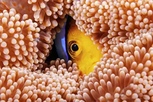 Clownfish Prints: Clark's anemonefish (Amphiprion clarkii)