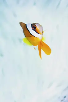 Environmental Issues Prints: Clark's anemonefish (Amphiprion clarkii)