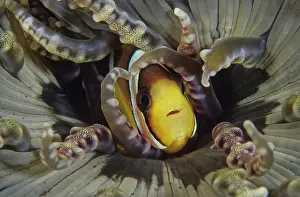 Clownfish Prints: Clark's anemonefish (Amphiprion clarkii) nestled among the tentacles of its Beaded sea anemone (Heteractis aurora)