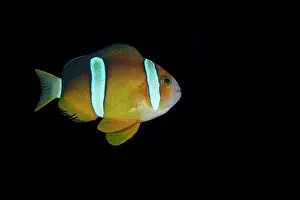 Clownfish Prints: Clark's anemonefish, (Amphiprion clarkii) portrait