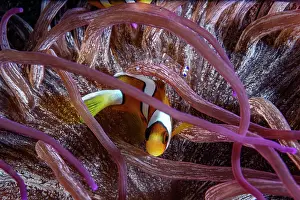 Clownfish Prints: Clark's anemonefish (Amphiprion clarkii) resting inside a sea anemone
