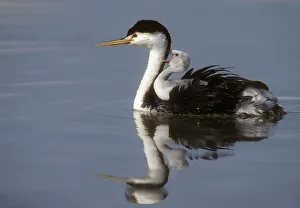 Clarks Grebe (Aechmophorus clarkii) with yawning chick riding on back, Bear River Refuge