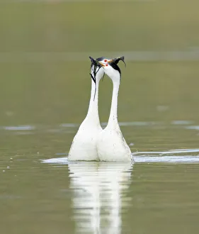 Clarks grebes (Aechmophorus clarkii) courting pair performing the Weed Ceremony